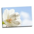 thumbnail image 2 of Gango Home Decor Cherry Blossoms I by Kathy Mahan (Ready to Hang); One 36x24in Hand-Stretched Canvas, 2 of 4