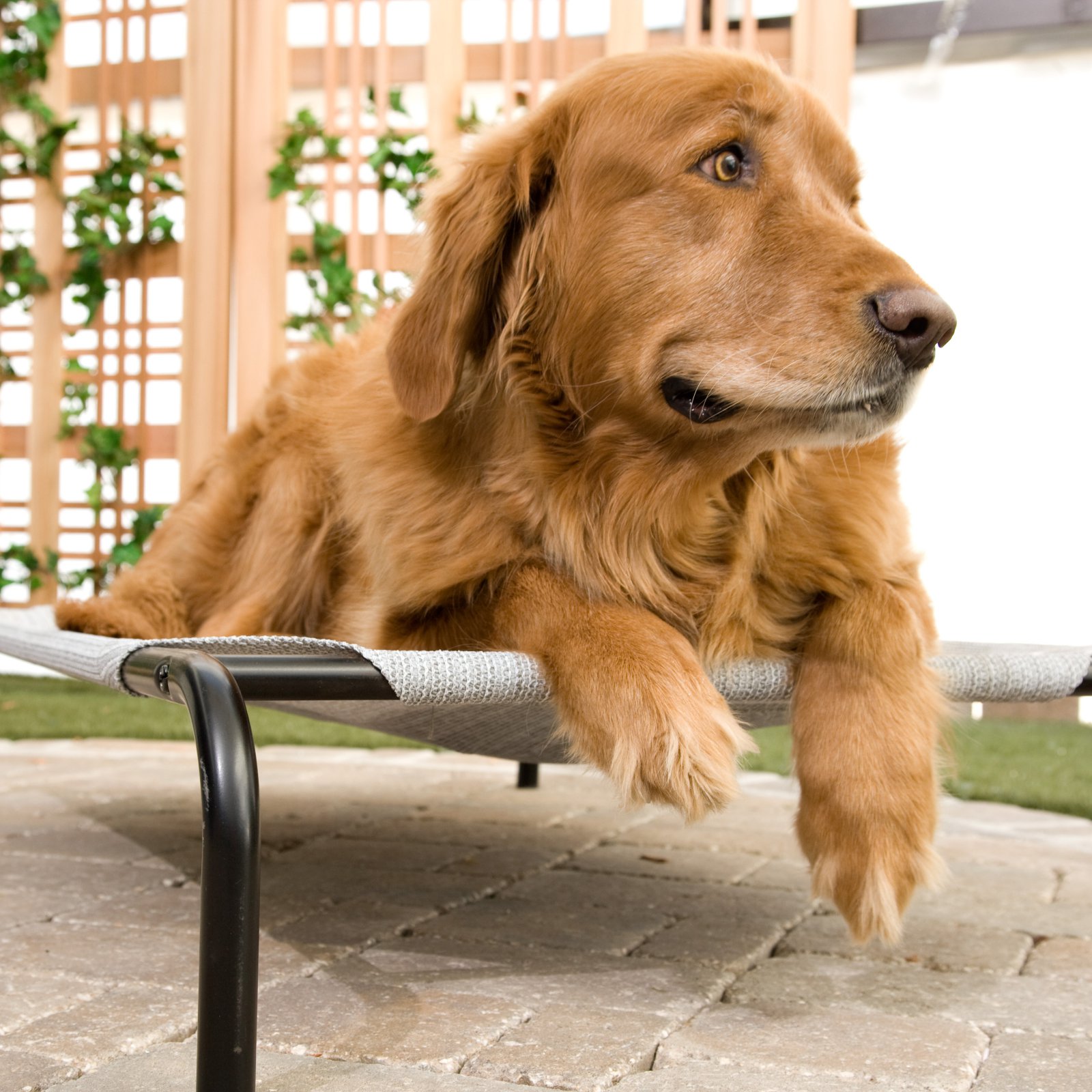 Coolaroo Original Elevated Pet Bed Extra Large Grey photo 2