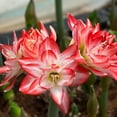 thumbnail image 3 of Amaryllis - Flaming Peacock (1 pack) Bulb, Multi-color Flowers - Professional Growers from Easy to Grow, 3 of 5