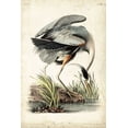 thumbnail image 2 of Audubon, John James 17x24 White Modern Wood Framed Museum Art Print Titled - Great Blue Heron, 2 of 4