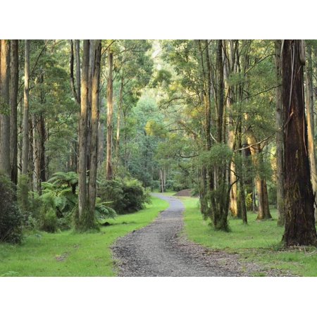 mountain ash forest dandenong