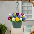 thumbnail image 4 of Expert Gardener 6" Multicolor Pansy Live Plants in 1.5GAL Hanging Basket Full Sun, 4 of 7