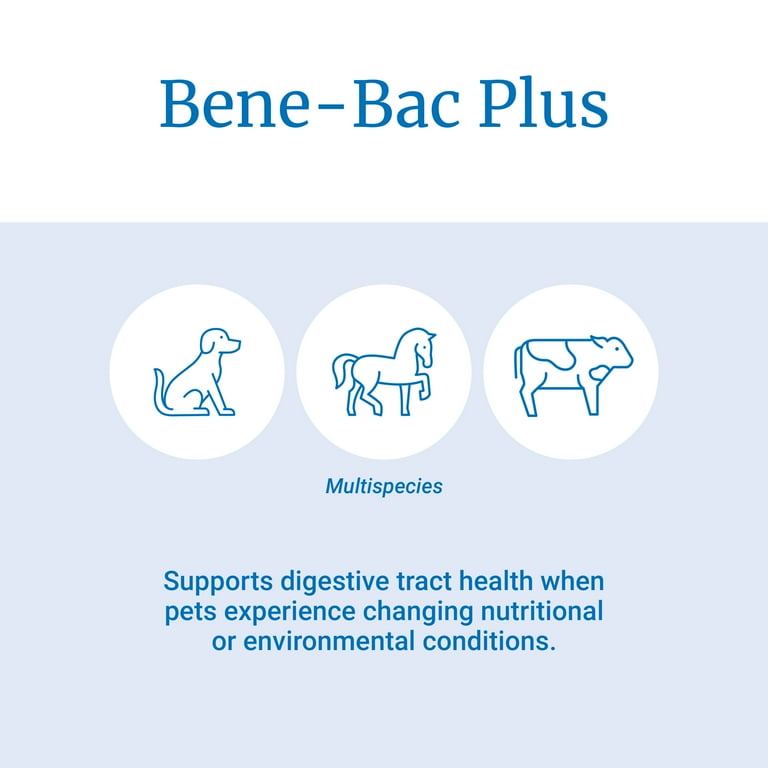 Bene bac for best sale kittens