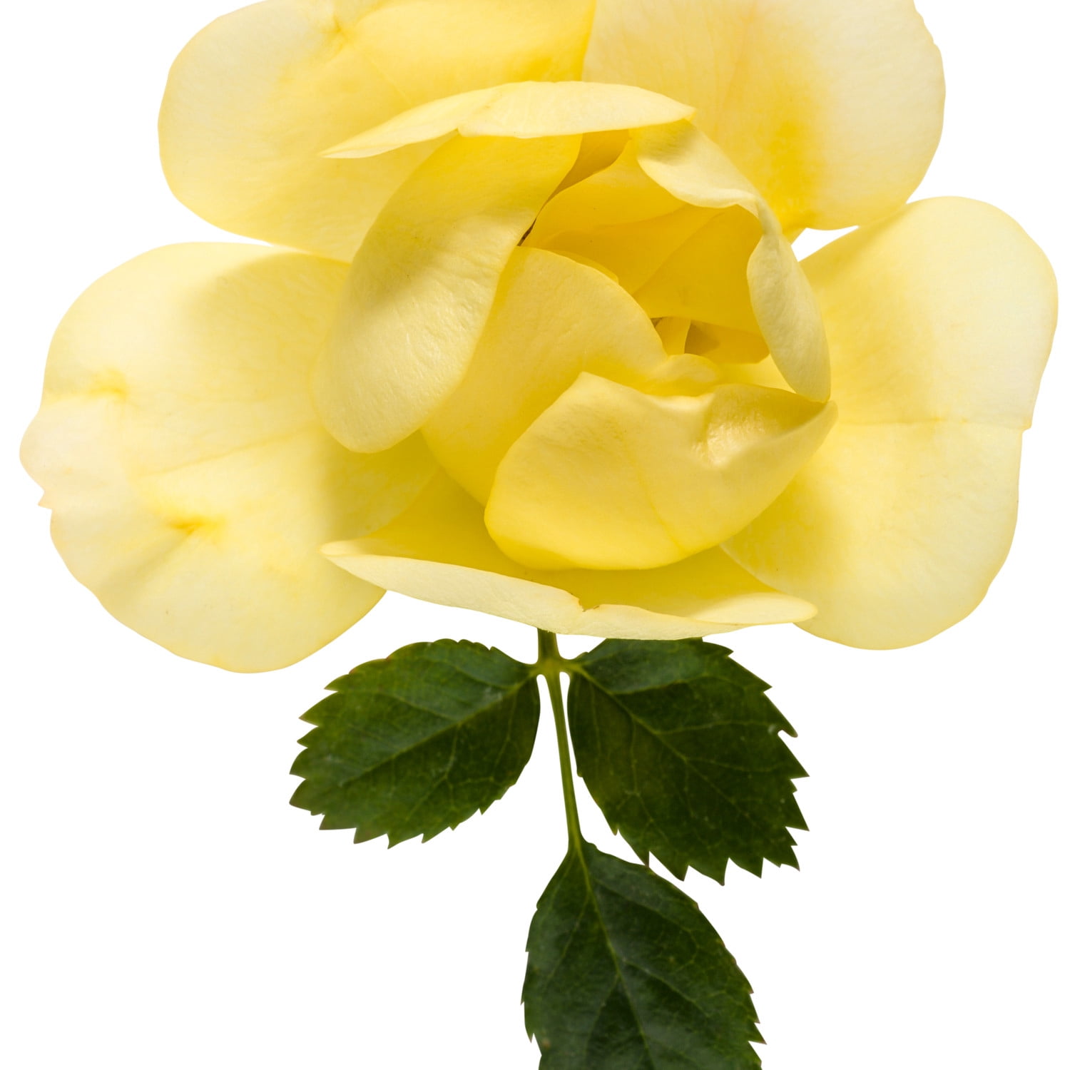 Proven Winners ColorChoice 5" Yellow Oso Easy Lemon Zest Rose Live Plant in 4.5" Pot (4 Count)