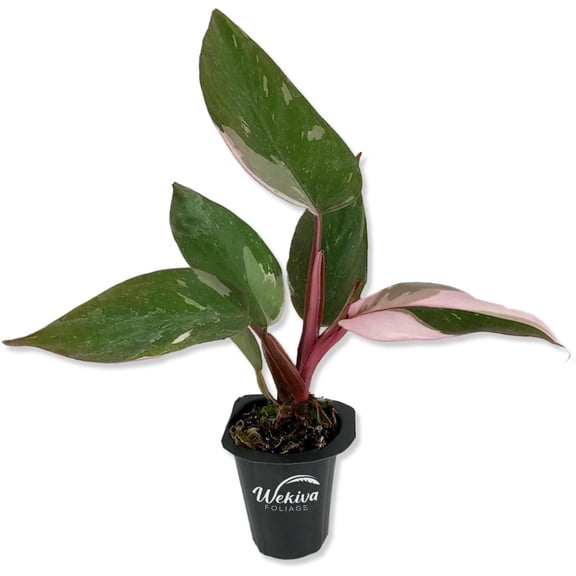 Pink Princess Philodendron - Live Starter Plant in a 2 Inch Pot - Philodendron Erubescens Pink Princess - Extremely Rare Indoor Houseplant