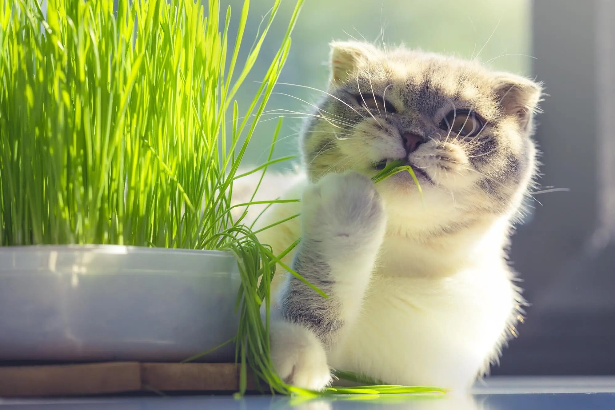 ⭐ Gardenera Cat Grass Planting Soil - Provide Your Cat with a Safe and Healthy Greenscape - 10 QUARTS