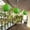 Green, variant on Paper Lanterns, Traditional Style Decorative Lights for Indoor and Outdoor Use, Easy to Hang with Soft Glow and Foldable for Storage