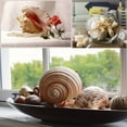 thumbnail image 4 of Sinkoo Large Sea Shells Mixed for Crafting, 15 Kinds 2.7-5.1" Big Conch Starfish Scallop for Seashells Collection Display DIY Crafts, Home Wedding Decor, 4 of 8