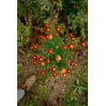 thumbnail image 3 of Plant Good Seed Tashkent Marigold Flower Seed Packet: Orange Red Haloed Heirloom, Organic, Full Sun, 3 of 11