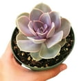 thumbnail image 4 of Echeveria Perle Von Nurnberg Purple Rosettes Succulent, Succulent Gift Home Décor - 4 inch, 4 of 4