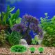 thumbnail image 4 of CRAFTHROU 1Jgo De Paisaje Acuático Morado Para De Peces Y Acuarios, 4 of 6