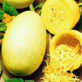 thumbnail image 1 of GSDWIUEW Graines Courgette Spaghetti Géant Héritage, 1 of 8