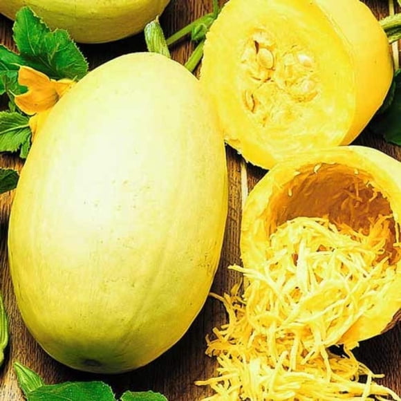 GSDWIUEW Graines Courgette Spaghetti Géant Héritage