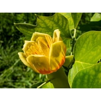 15 TULIP POPLAR TREE Yellow Flower Liriodendron Tulipifera Whitewood Seeds