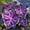 D, variant on Rare Elephant Ear for Landscapes-Long Continuous Blooms-Low Maintenance-Ideal for Flower beds, Plant Pots & Planters