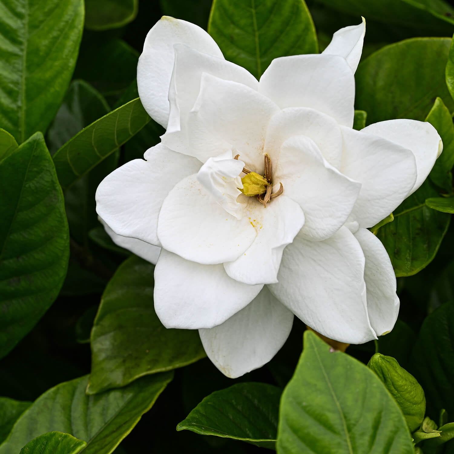 Expert Gardener August Beauty Gardenia (2.5 Quart) White Blooming Evergreen Shrub - Full Sun Live Outdoor Plant