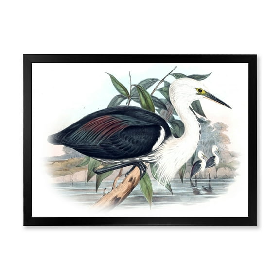 Designart 'Ancient Birds Of Australia' Traditional Framed Art Print