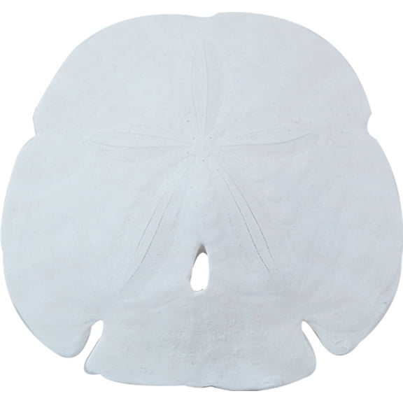 5 Arrowhead Sand Dollars Real Natural Large Bulk Florida Gulf 4-4.5" (Set of 5)