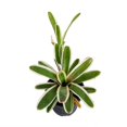 thumbnail image 4 of RedCrocus Assorted Bromeliads- Tropical, Colorful Rosette Foliage- Indoor & Outdoor Container Plants 6" Pot, 4 of 11