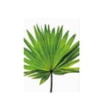 thumbnail image 2 of sin marco verde palmetto hoja lienzo pintura al óleo imagen pared arte decoración m SM SunniMix Pintura al óleo moderna de la lona, 2 of 8