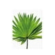 thumbnail image 2 of Póster de arte de pared con hojas de palmera y plantas verdes tropicales, pintura sobre lienzo. Palmetto Leaf M, 2 of 9