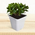 thumbnail image 5 of 10 Gallon Plastic Plant Nursery Pots Seed Starting Flower Plant Containers for Succulents Seedlings Cuttings Transplanting, 5-Pack, 5 of 7