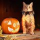thumbnail image 4 of Pet Collar Elastic Pumpkin Pet Collar Halloween Decor Costume Accessory For Dogs & Cats, 4 of 5