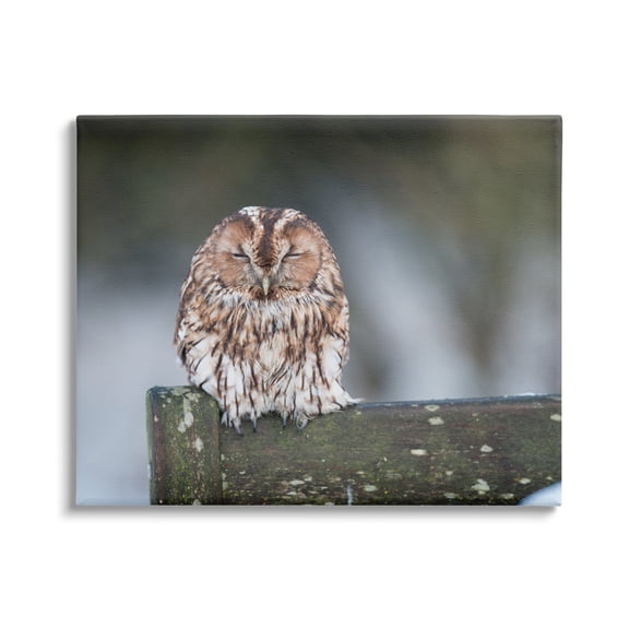 Stupell Industries Owl Perched Fence Post Wildlife Nature Photography Photograph Gallery Wrapped Canvas Print Wall Art, Design by James Dobson
