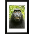thumbnail image 2 of Monkey Selfie Framed Print Wall Art by David Slater Sold by Art.Com, 2 of 5