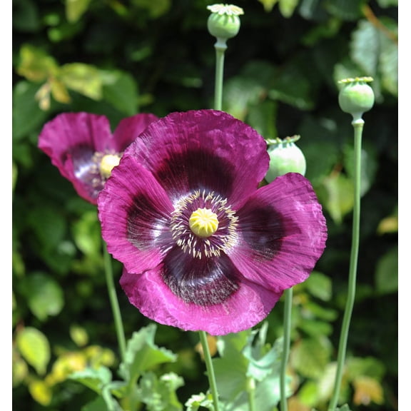 400 Seeds PERSIAN BLUE POPPY Papaver Somniferum Flower Seeds