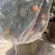 thumbnail image 3 of Funda Protectora Jardín Antipájaros Con Cordón para Frutas Y Verduras (160cm), 3 of 5