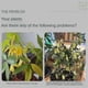 thumbnail image 4 of 1-3x Plant And Flower Activation Liquid Solution, Plant Growth Enhancer Supplement, Plant Root Stimulator, Liquid Fertilizer For Seedlings, 4 of 4