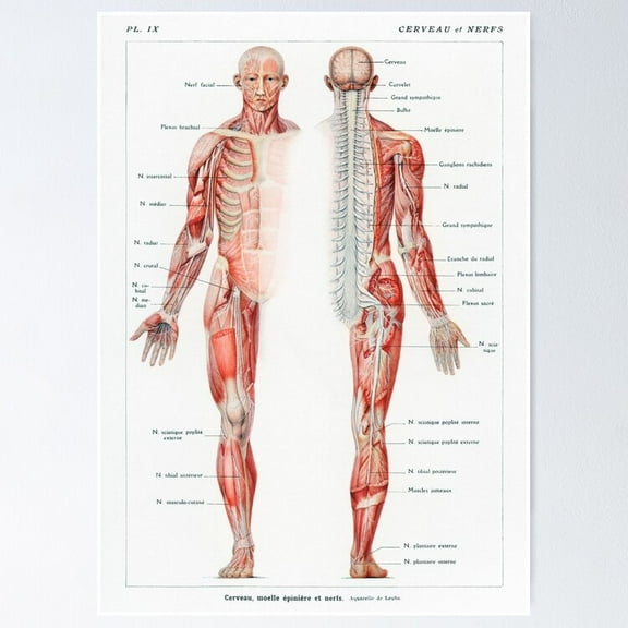 POSTER Vintage Nerve Anatomy POSTER UNFRAMED, 8x12