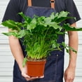 thumbnail image 2 of Philodendron Little Hope Live Plant for Indoor | Different Houseplants in 4'' & 6'' Pot | Real House Plant for Living Room, Office, Desk & Bathroom | selloum, 2 of 7