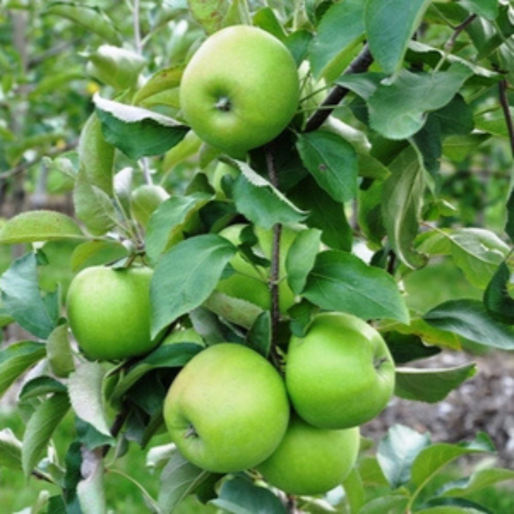 Expert Gardener 2-3 ft tall Granny Smith Apple Live Tree in 5-Gallon Grower Pot