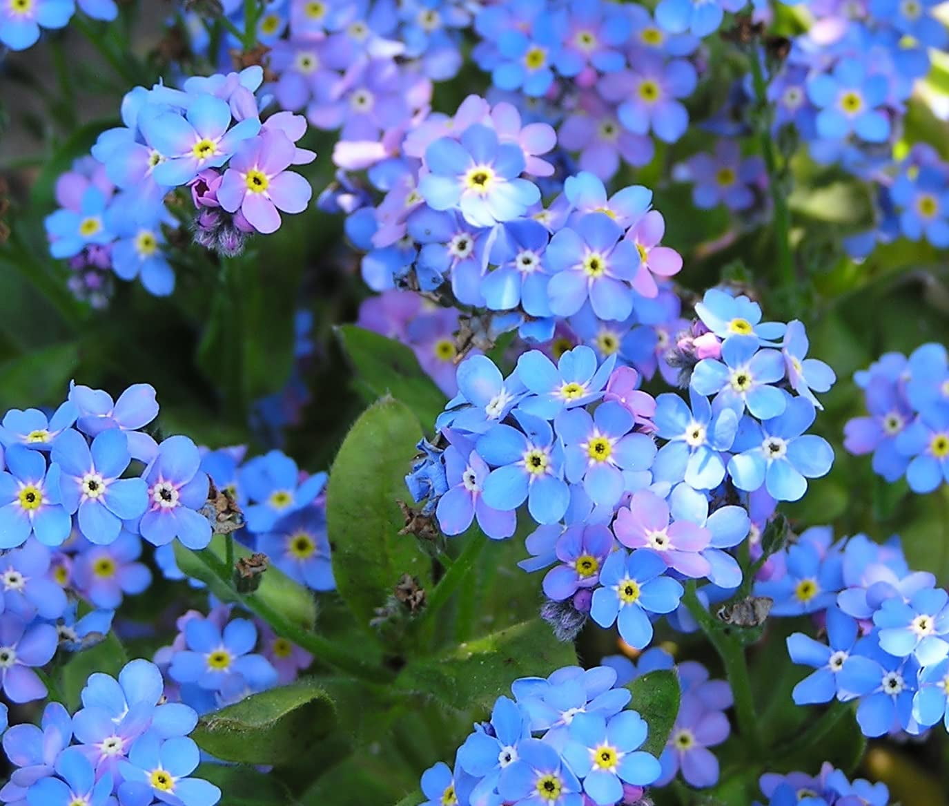 5,000+ Blue Me Not Seeds for Planting Easy to Grow Wildflower