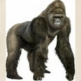 thumbnail image 2 of CafePress - Gorilla Tote Bag - Unisex Canvas Tote Bag, Beige, 1-Piece, 2 of 7