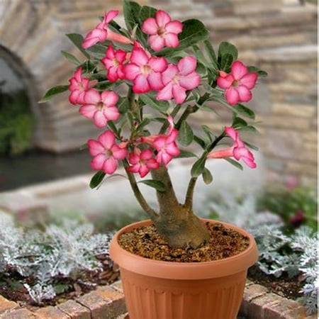 Desert Rose plant, -Beautiful holiday decorations,Blooms - Easy Care,No Watering Needed