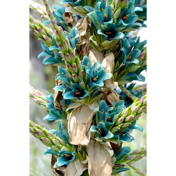 CZ Grain 15 Sapphire Tower Plant Seed, Suitable for all Skill Levels
