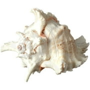 Murex Ramosus Shell Real Murex Sea Shell Large 7-9 Large Sea Shells for Decorating Jumbo Seashell