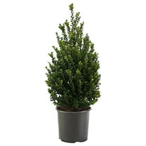 Expert Gardener 3 Gallon Holly Steeds Upright Japanese (Ilex) Live Shrub