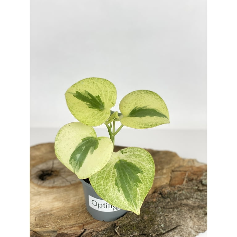 Variegated Raindrop Peperomia 'Verdant Flame' (Var. Peperomia Polybotrya)  (4" Pot) - Walmart.com