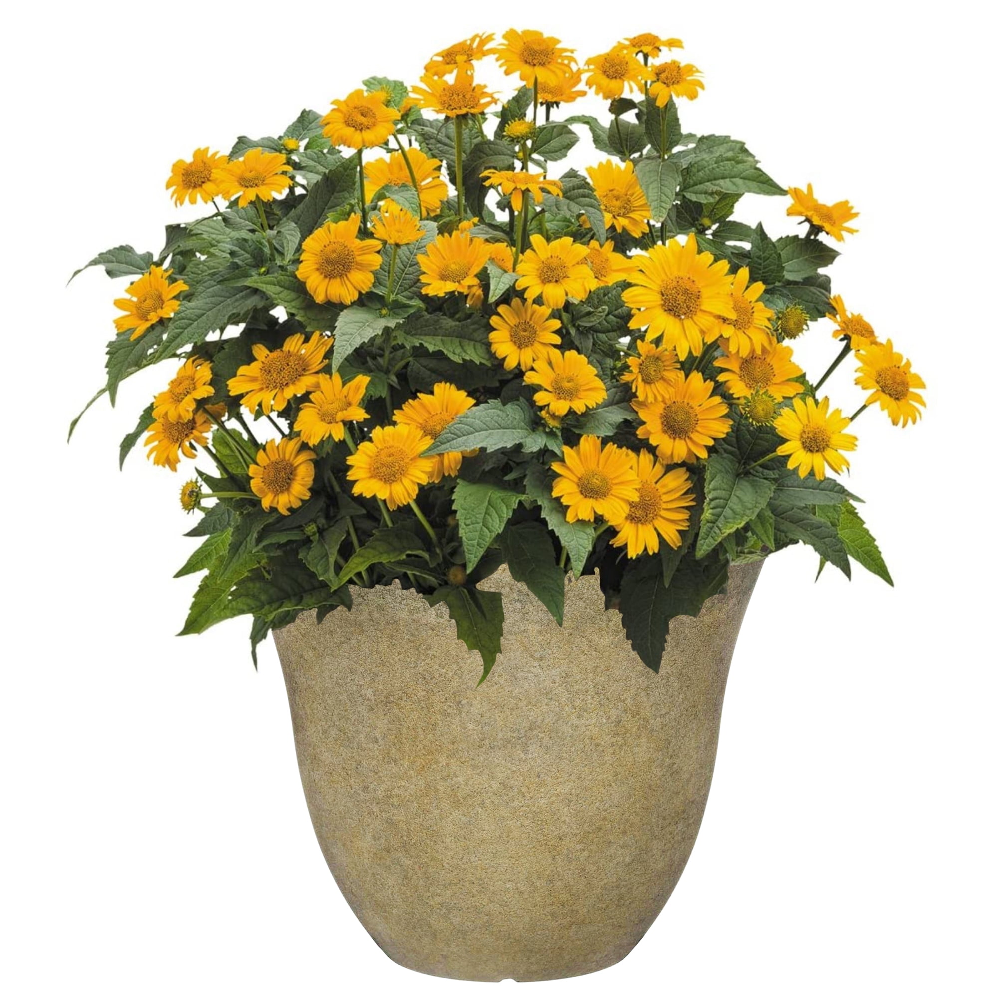 Classic Home and Garden Indoor/Outdoor Round Honeysuckle Resin Flower Pot Planter, Fossil Stone, 15"