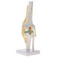 thumbnail image 4 of 1: 1 de articulación de humana de tamaño natural y 5 vértebras lumbares con cóccix, modelo de sacro, herramienta de aprendizaje educ Macarena Estatua de la articulación de la rodilla humana, 4 of 8