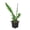 3_EPIPHYLLUM_RIC.RAC.CACTUS, variant on Ric Rac Fishbone Cactus - Live Air-Purifying Indoor Plant in Nursery Pot – Easy Care, Low Maintenance Houseplant for Home & Office Decor, Natural Air Cleaner, Best for Beginners (4"Pot)