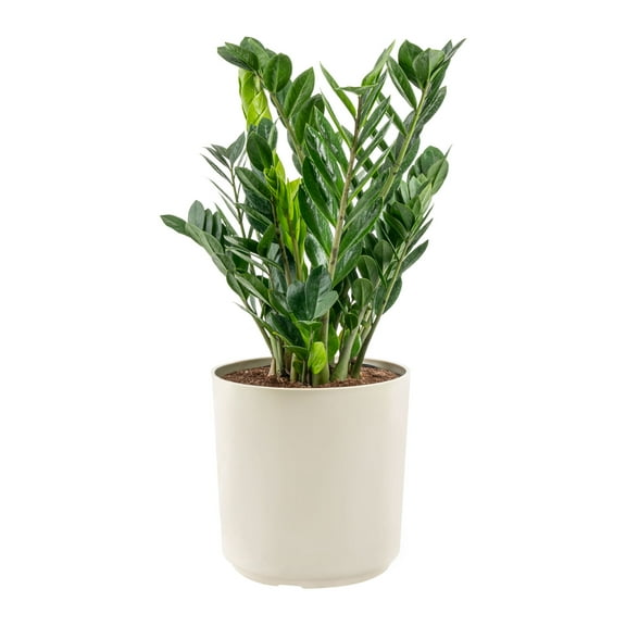 Costa Farms 24" Tall ZZ Plant, Medium Indirect Sunlight, Indoor Live House Plants, Decor Pot