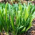thumbnail image 5 of Garlic Chives Live Plant, Herb Plant for Home Garden, Garlic Chives Plant 4-6 Inches, 5 of 5