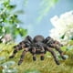 thumbnail image 1 of Figuras de realistas Accesorios de juguetes preescolares Juegos de juegos Figura de aprendizaje de plástico Figura de animal de simulación realista para suministros de fiesta Pequeña perfke Figuras de Araña, 1 of 9