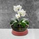 thumbnail image 4 of unbranded 4Ud Bandejas Resistentes Para Plantas Con Protección Derrames Y Decorativo, 4 of 6