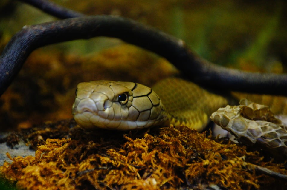 Snakehead Zoo Scale Snake Reptile Venomous Snake 20 Inch Snakehead Zoo Scale Snake Reptile Venomous Snake 20 Inch